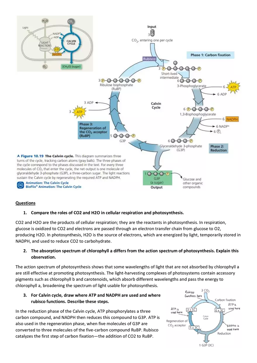 Topics 23: Photosynthesis - Page 8