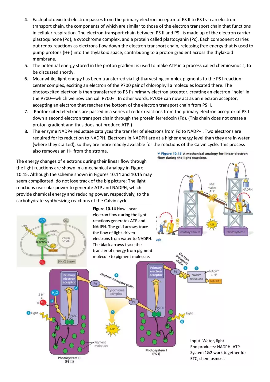 Topics 23: Photosynthesis - Page 19