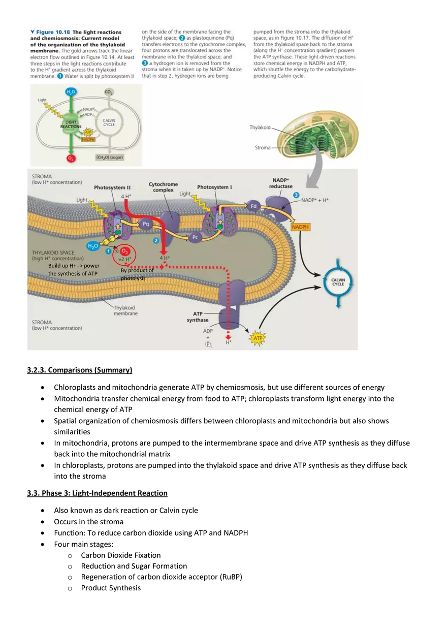 Topics 23: Photosynthesis - Page 6