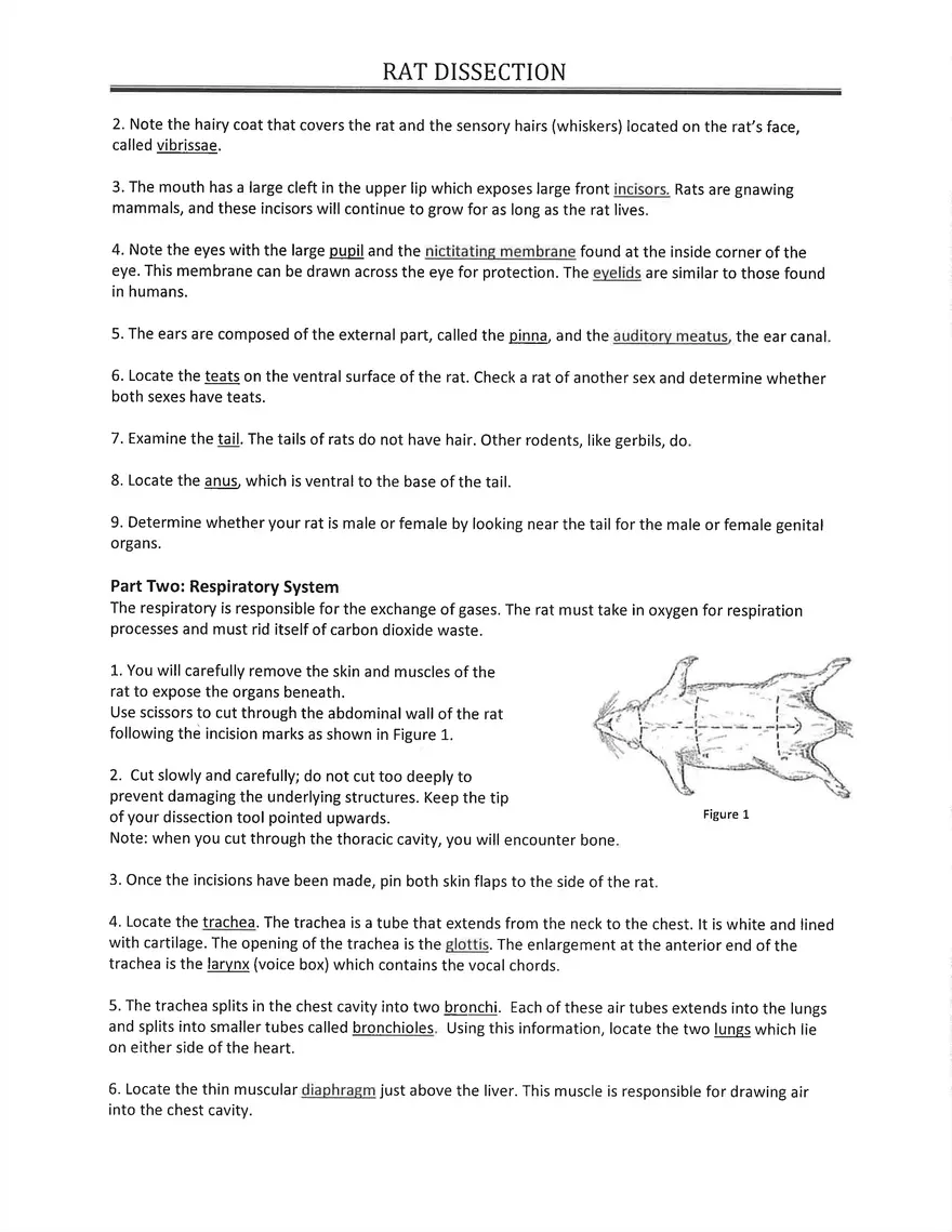 Notes on Practice of Rodents Dissection - Page 2