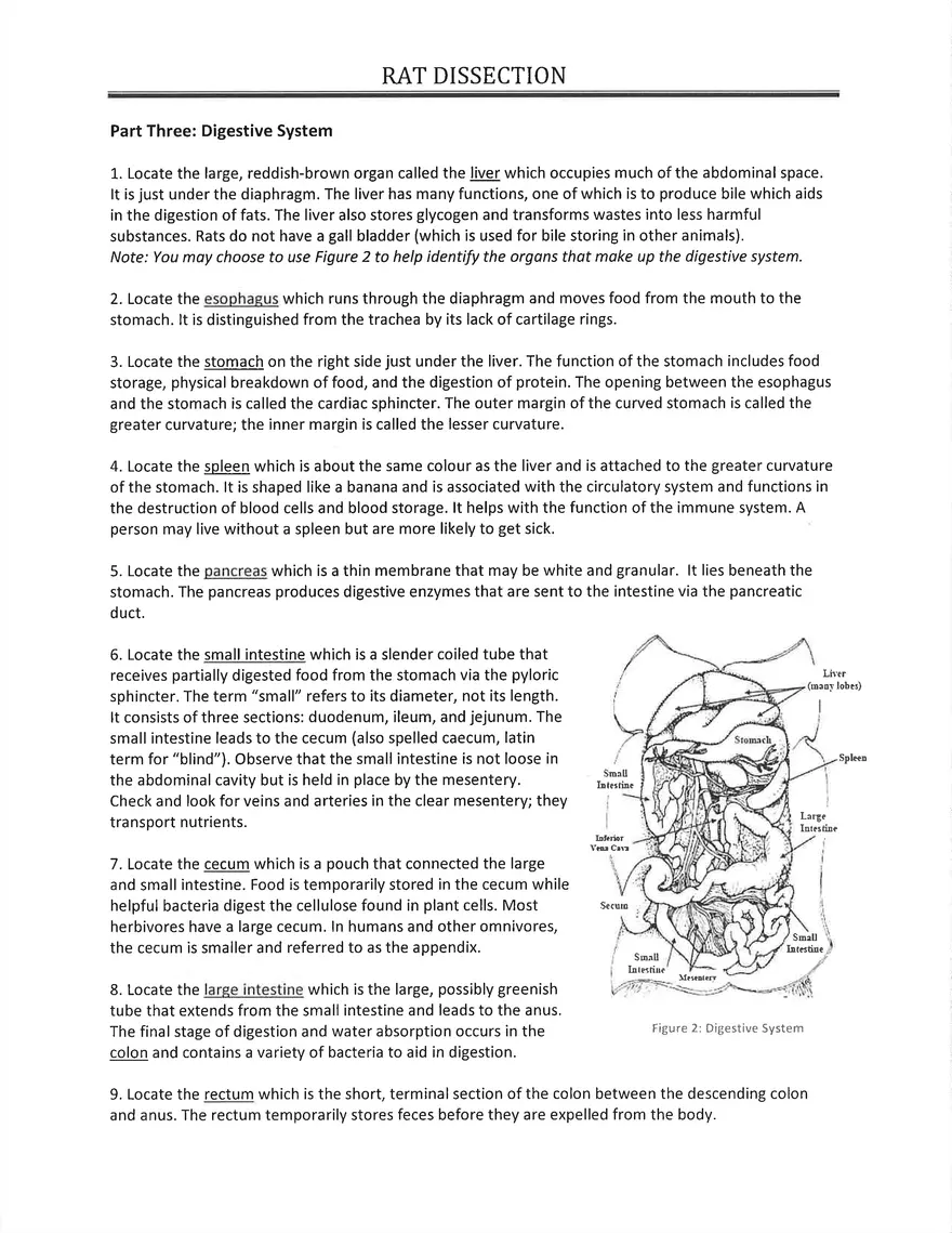 Notes on Practice of Rodents Dissection - Page 3