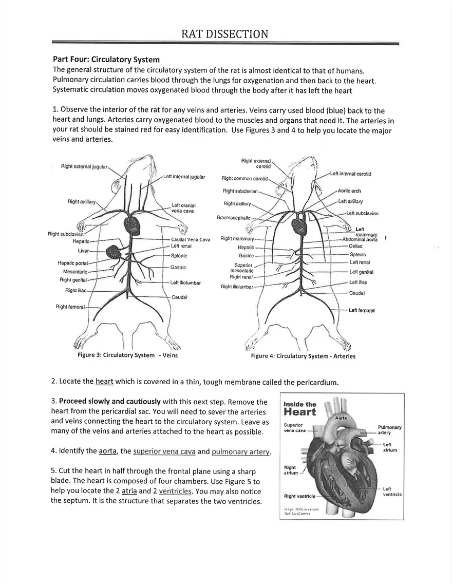 Notes on Practice of Rodents Dissection - Page 4