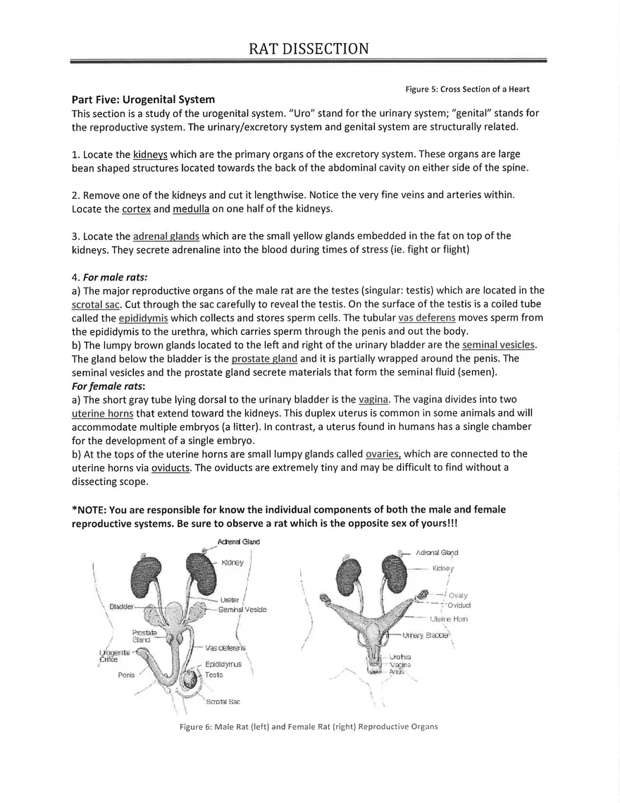 Notes on Practice of Rodents Dissection - Page 5