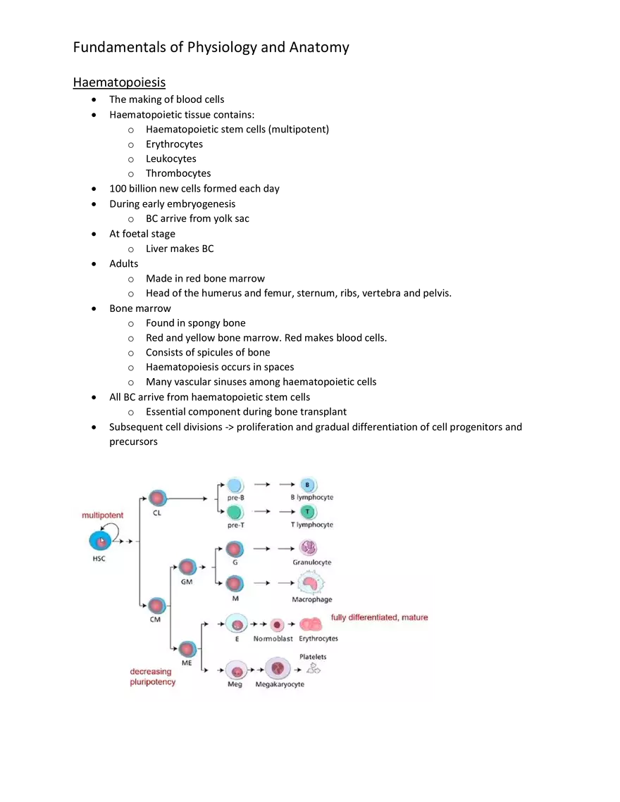 Blood Cells - Functions - Page 2
