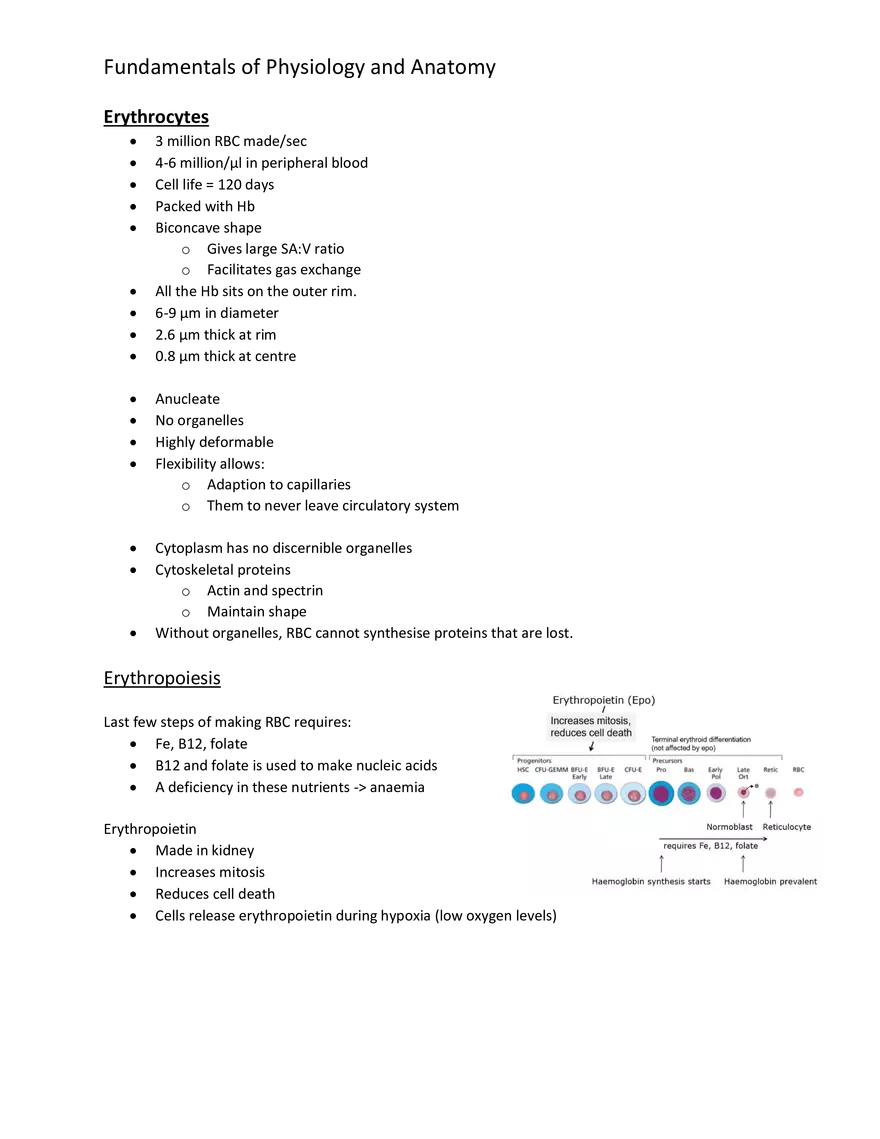 Blood Cells - Functions - Page 3
