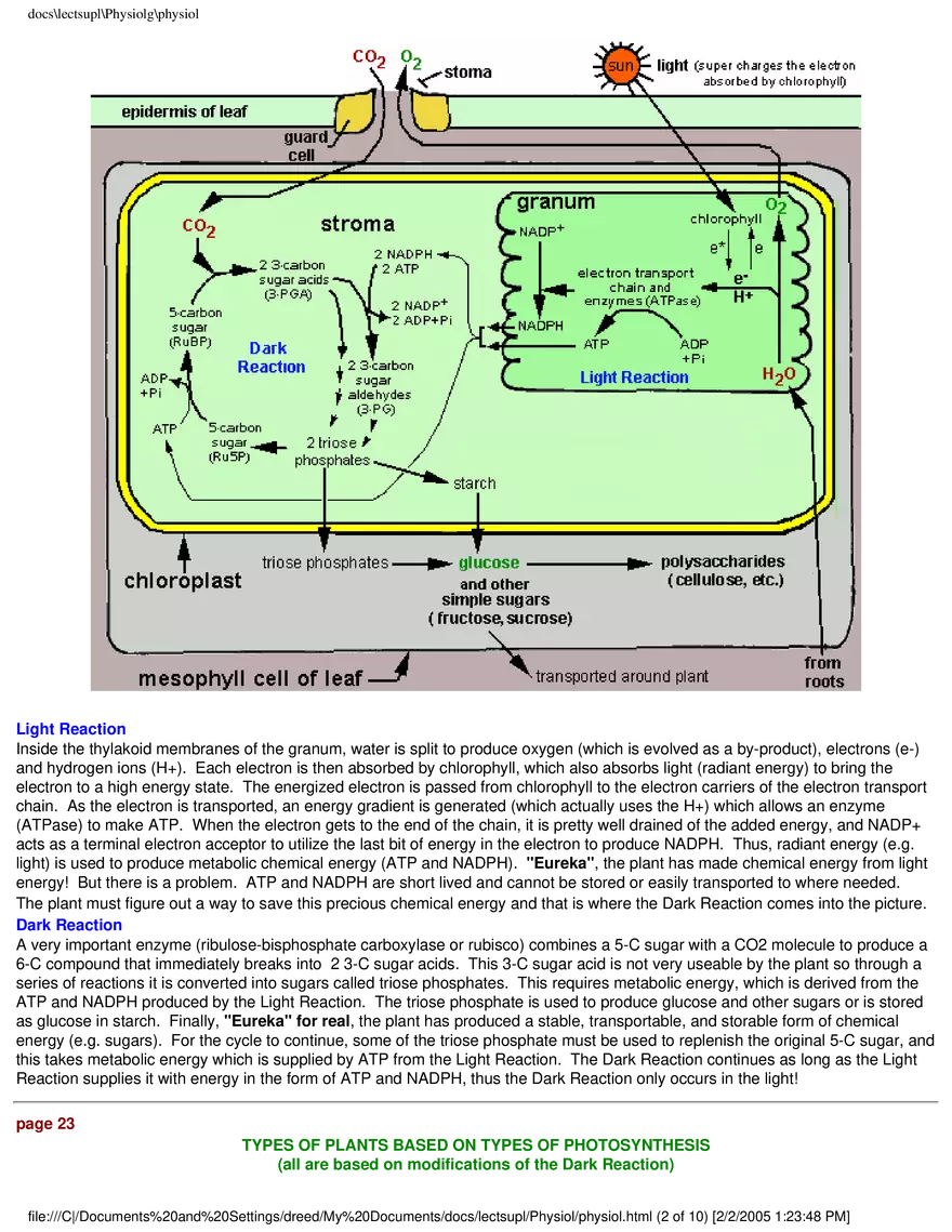 Photosynthesis - Chemical Equation for Photosynthesis - Page 2