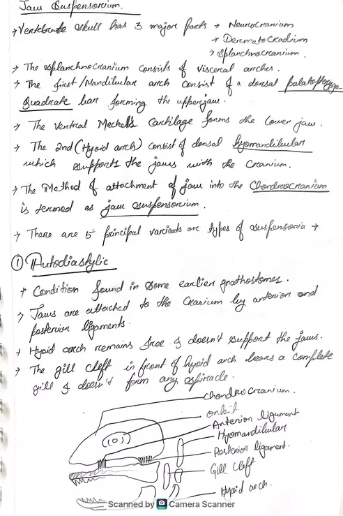 Jaw Suspensorium - Page 1