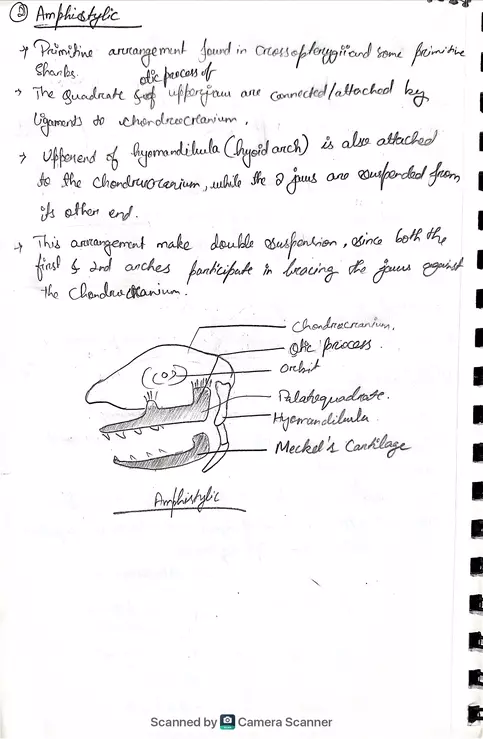 Jaw Suspensorium - Page 2