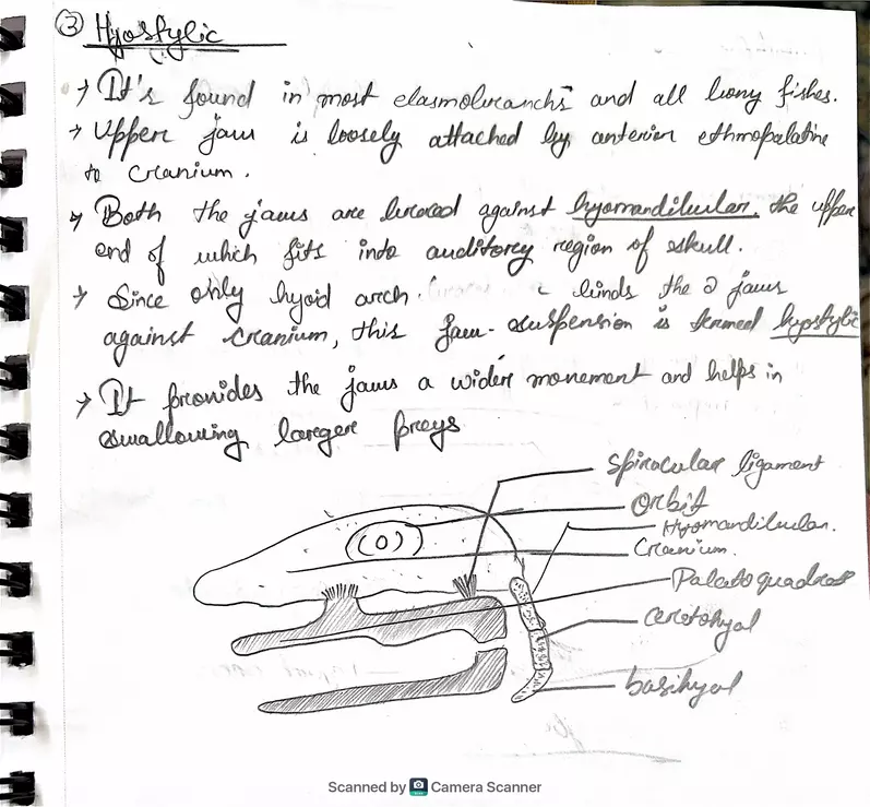 Jaw Suspensorium - Page 3