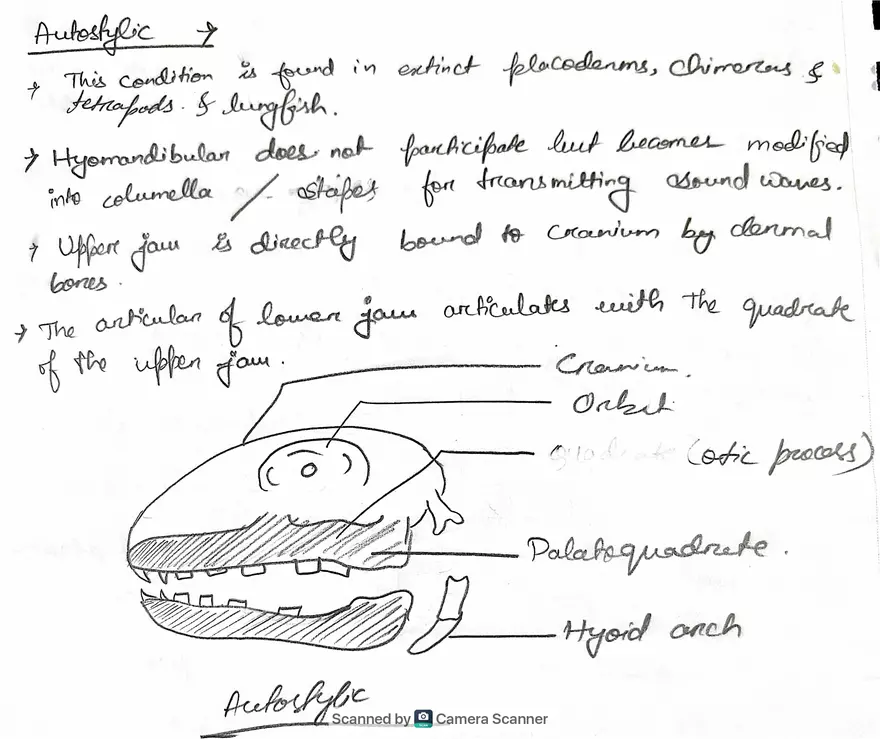 Jaw Suspensorium - Page 4