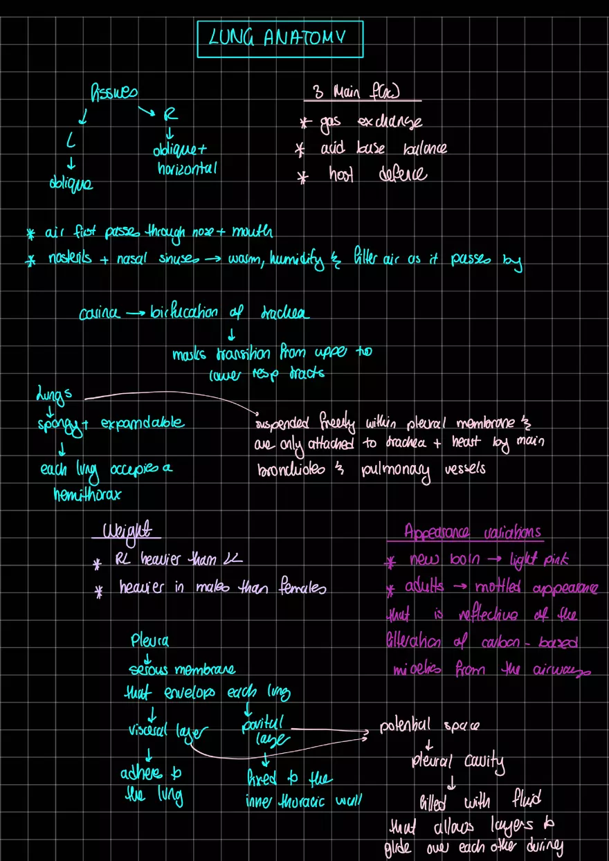 Lung Anatomy - Page 1