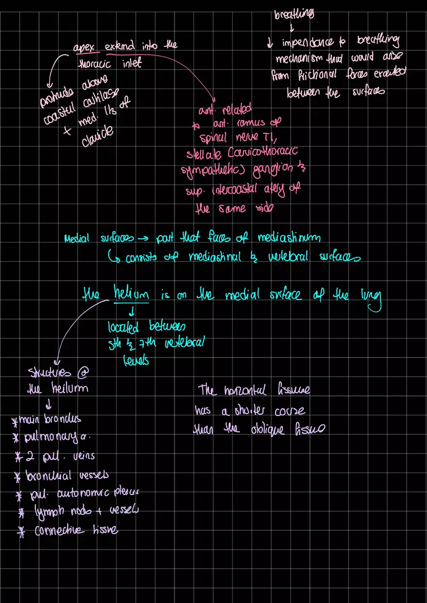 Lung Anatomy - Page 2