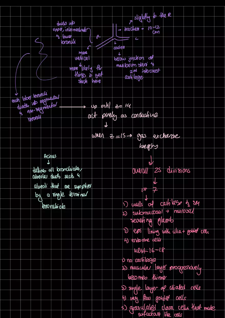 Lung Anatomy - Page 3