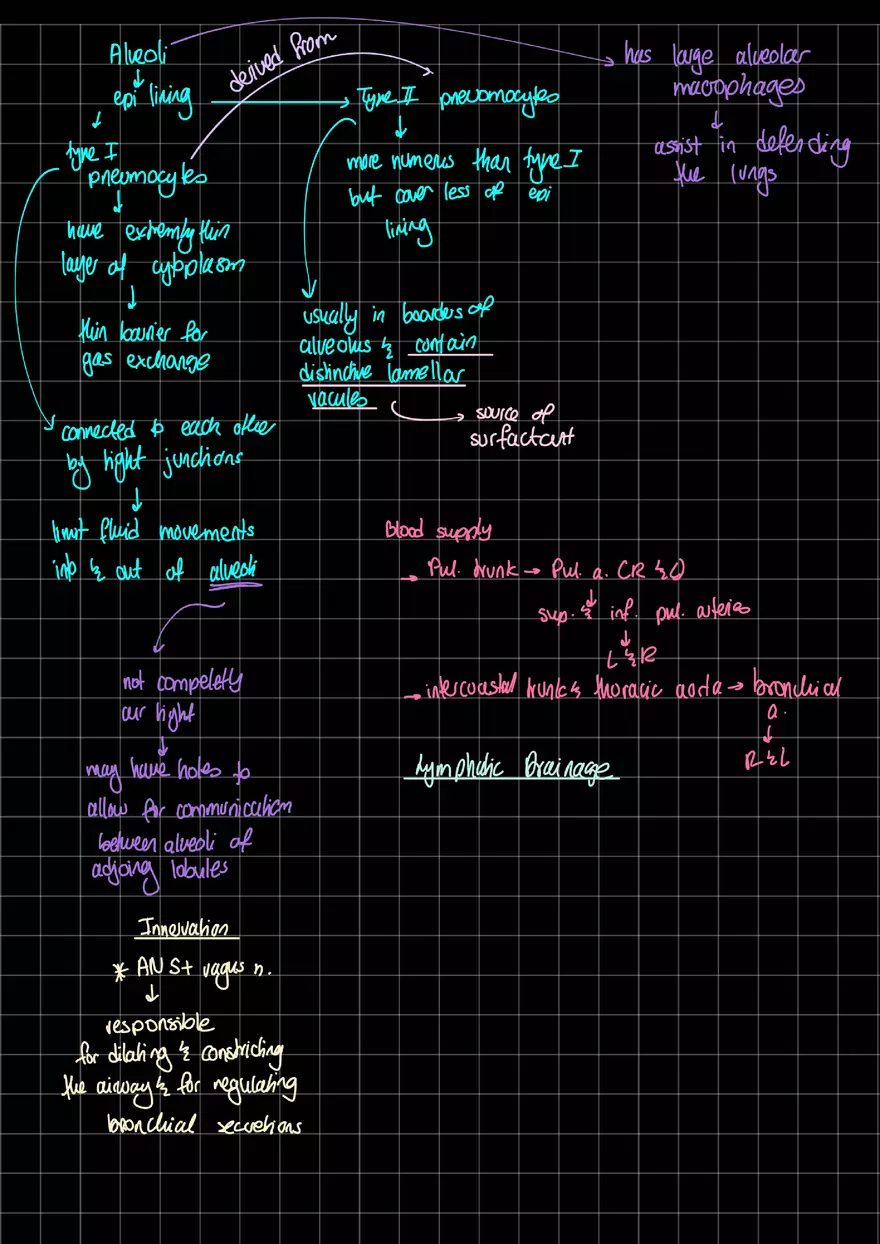 Lung Anatomy - Page 4