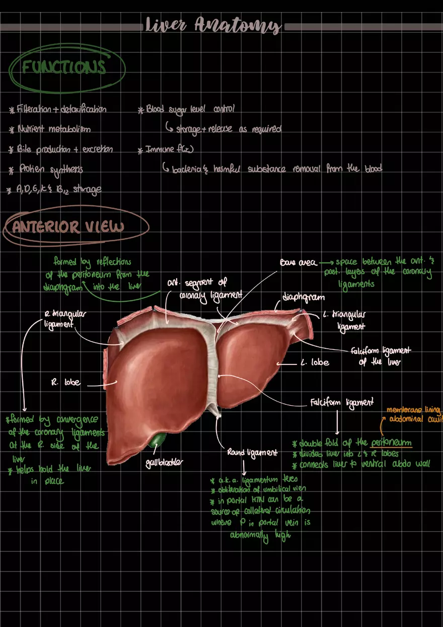 Liver Anatomy Short Study Notes - Page 1
