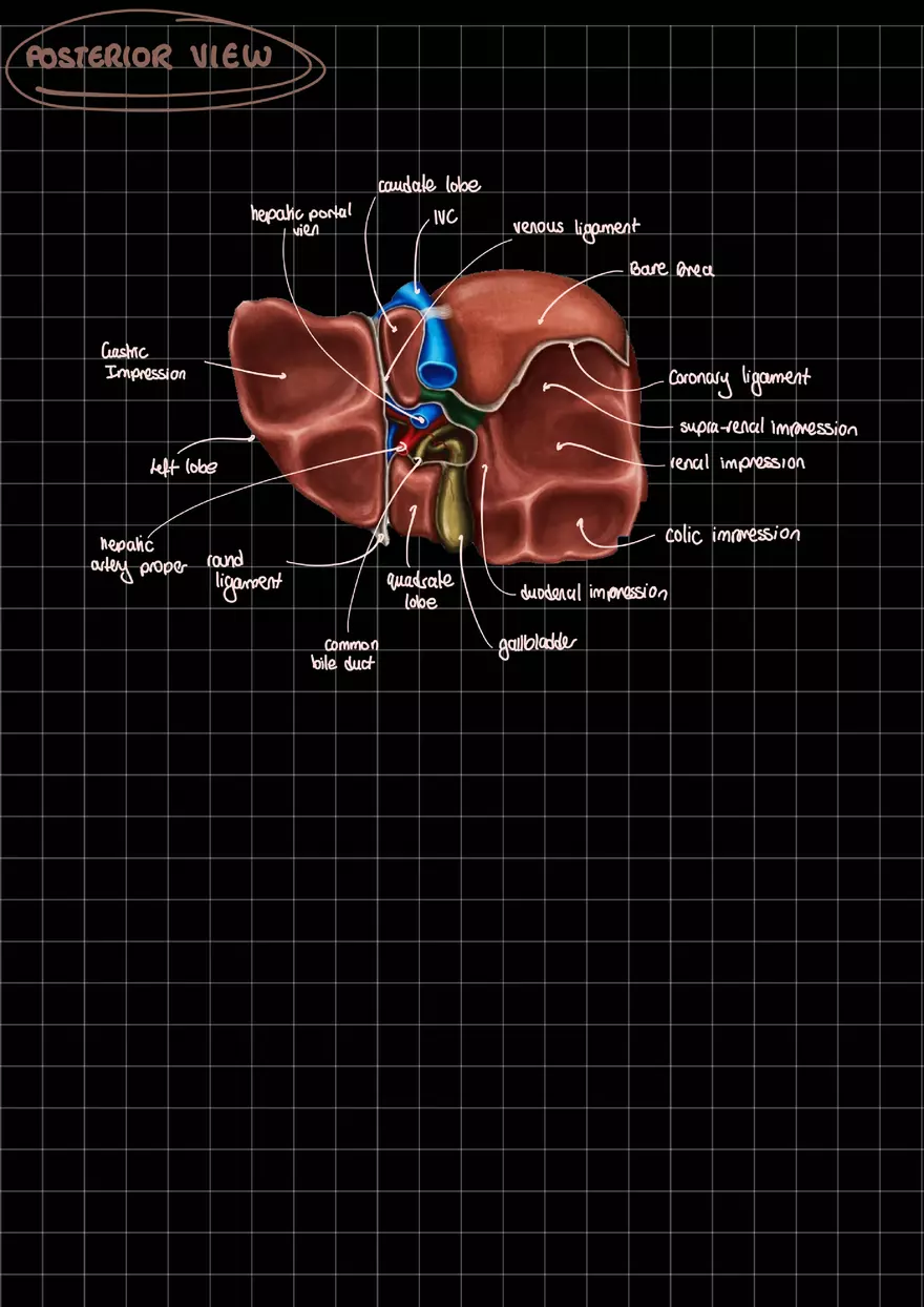 Liver Anatomy Short Study Notes - Page 2
