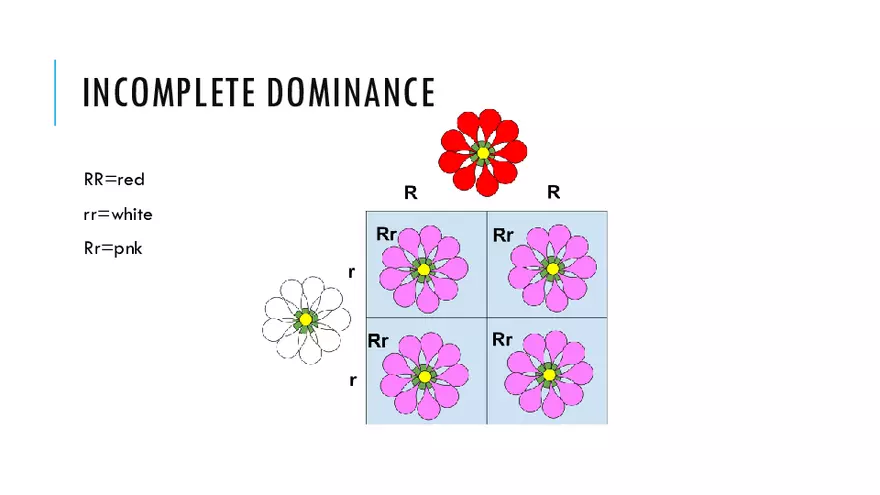 Modification To Mendel’s Classic Ratios - Page 8