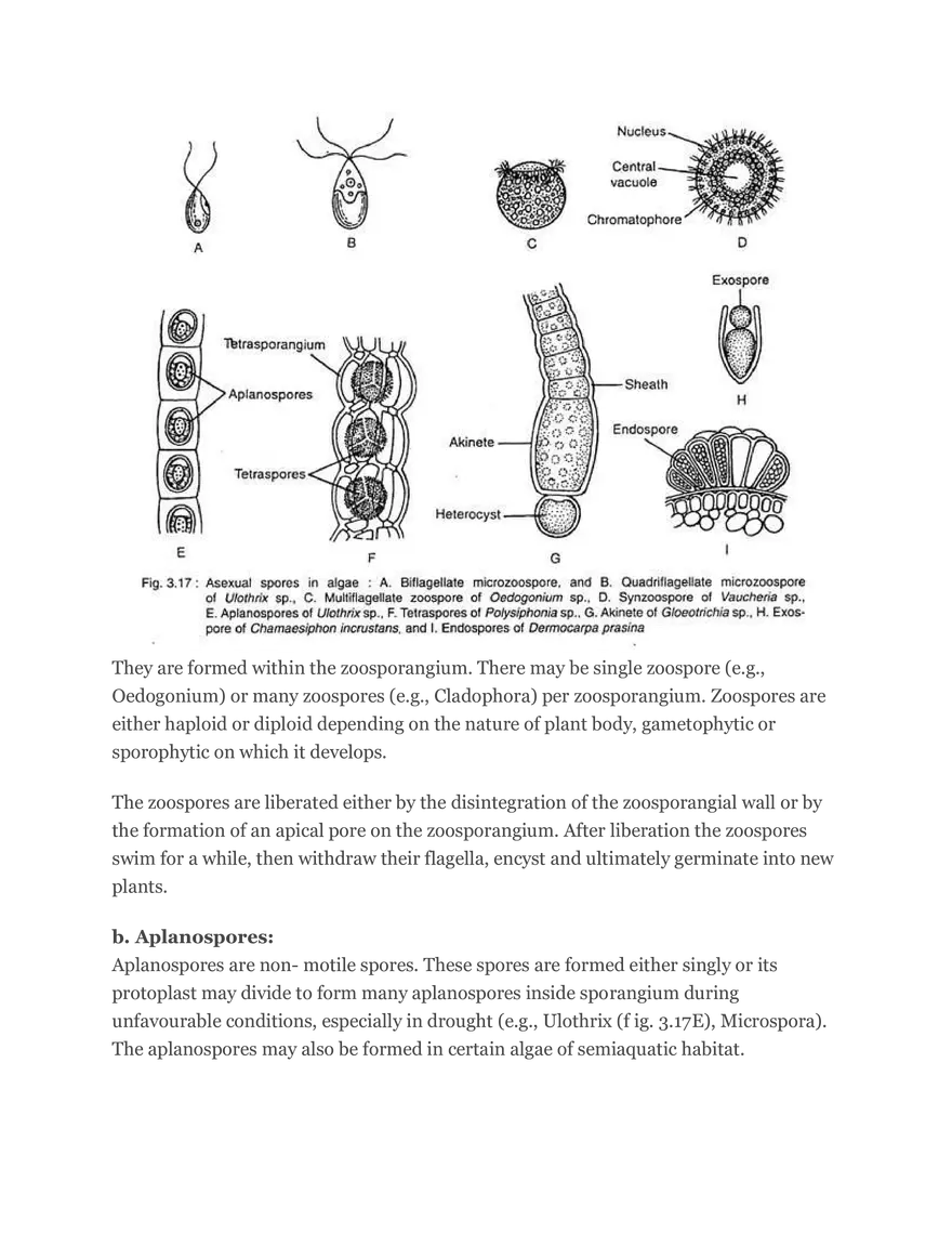 Algae Definition Characteristics and Structure - Page 11