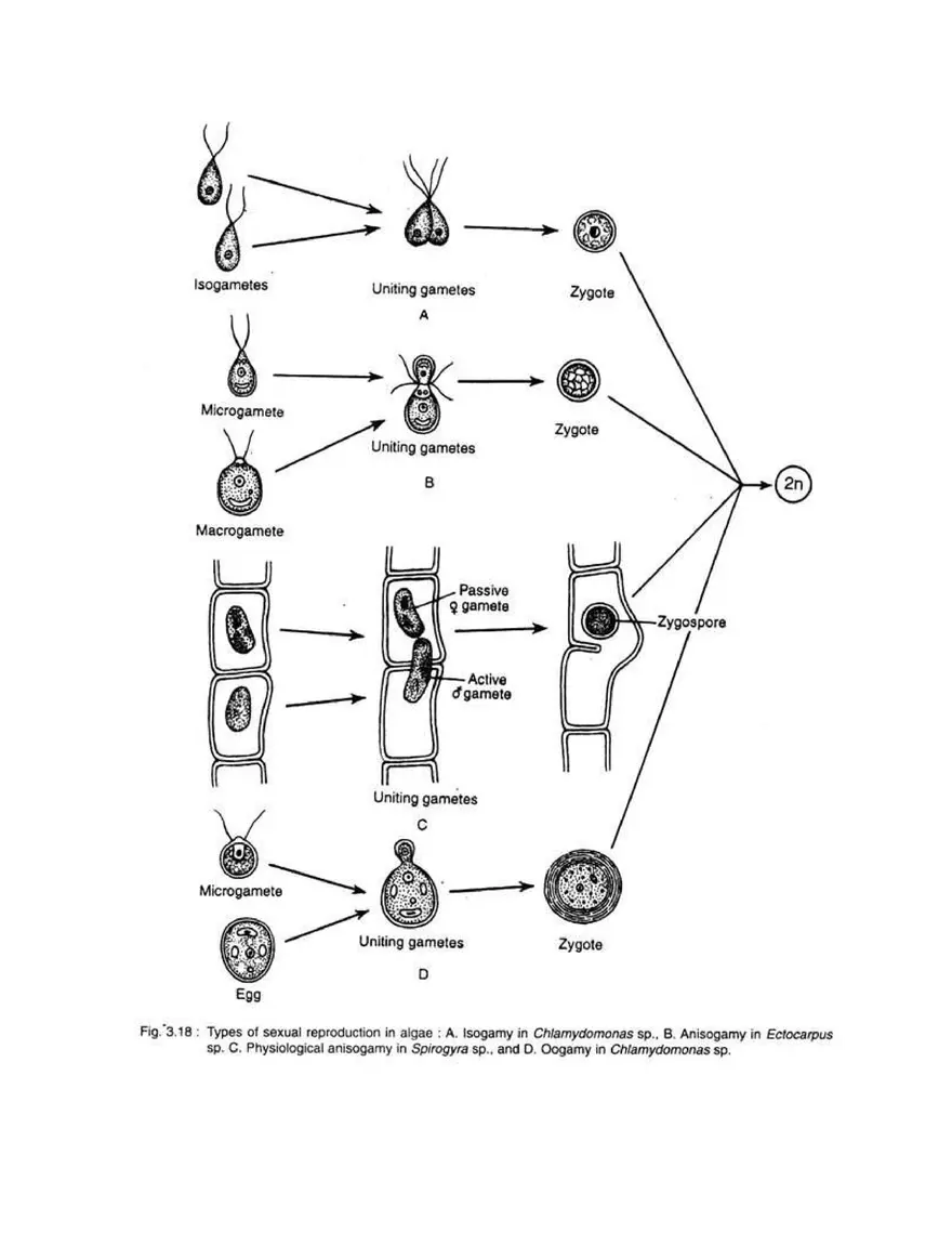 Algae Definition Characteristics and Structure - Page 14