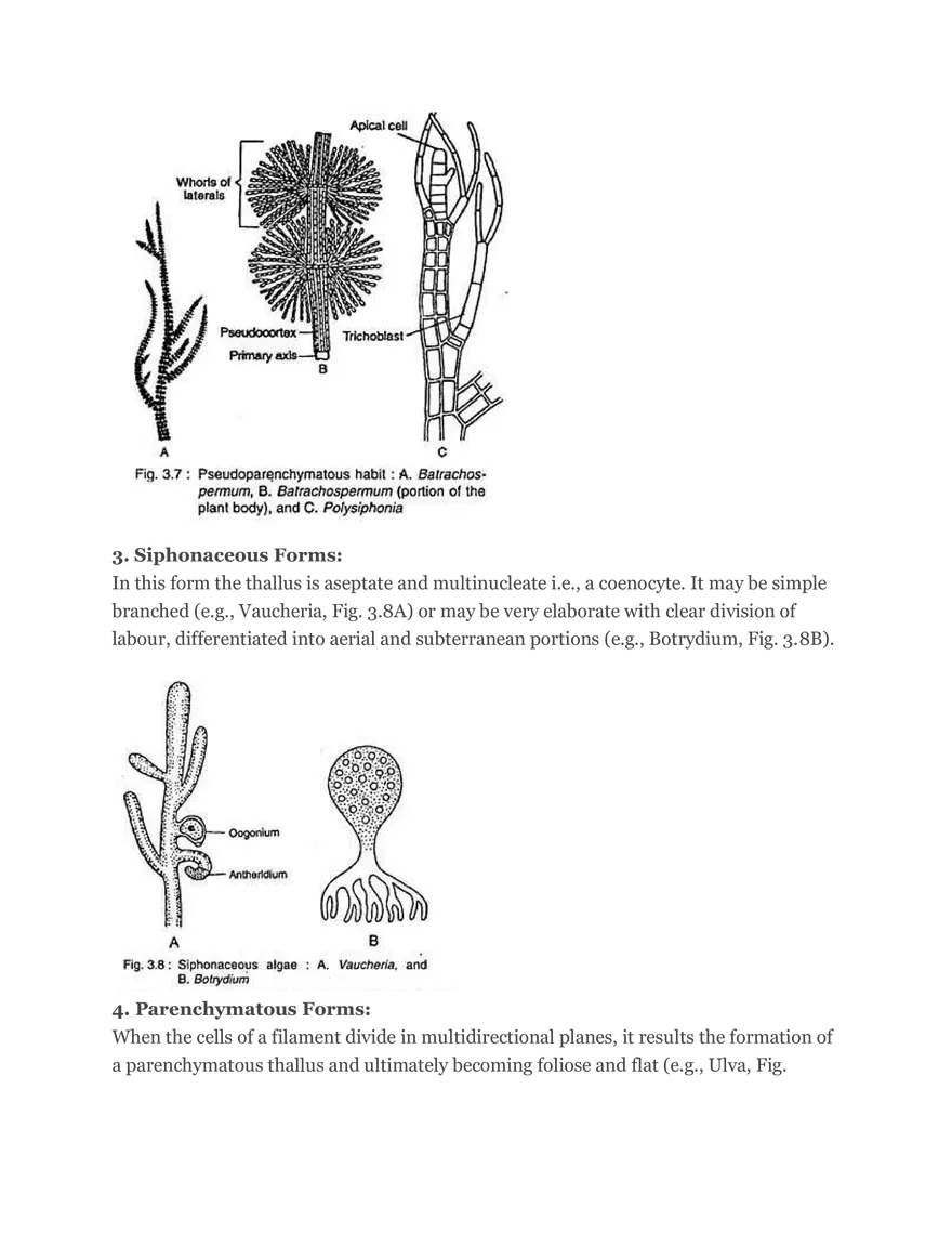 Algae Definition Characteristics and Structure - Page 4
