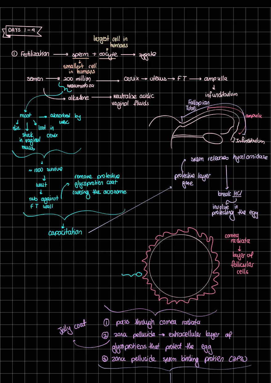 Basic Embryology Notes - Page 1
