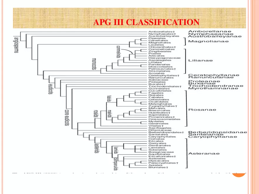 APG III Classification - Page 4