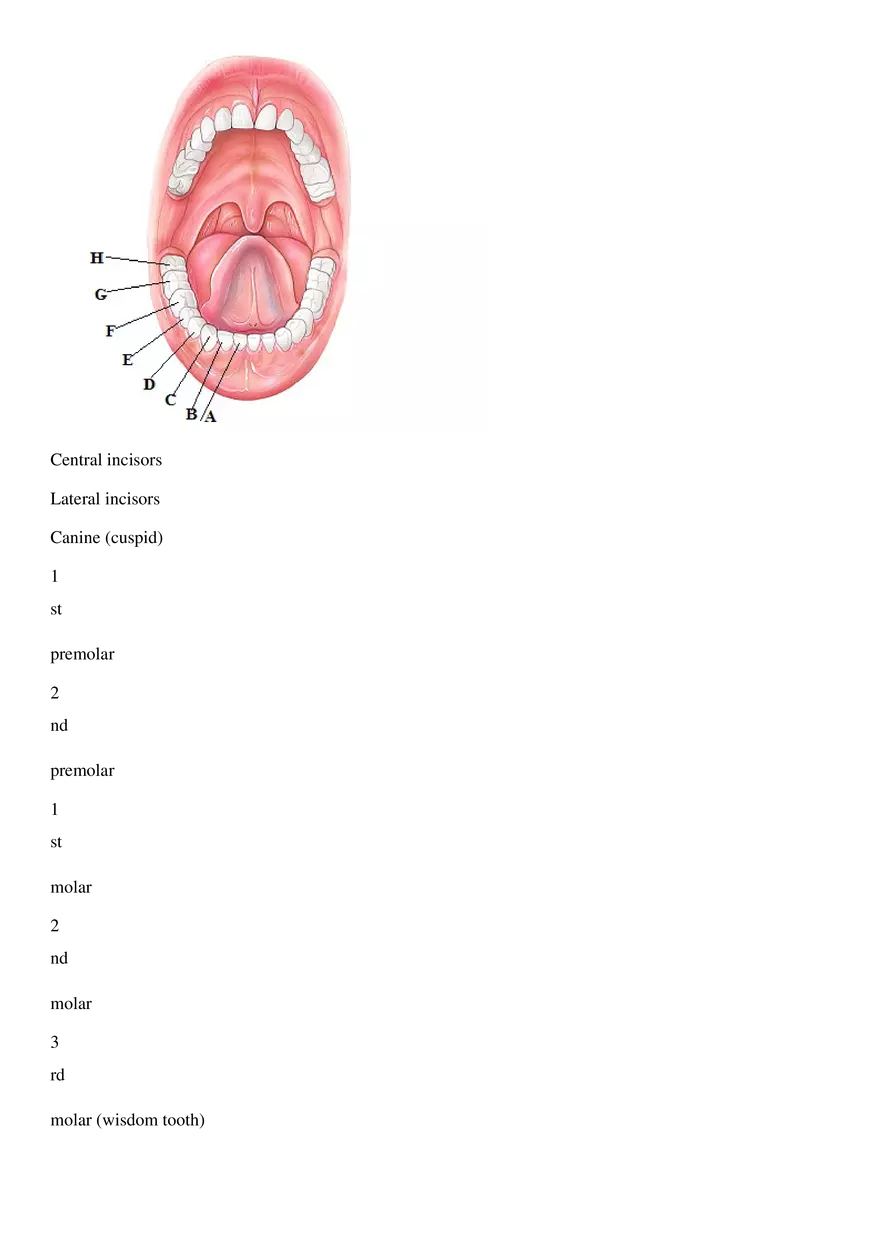 Digestive Lab Document Answer Key - Page 7