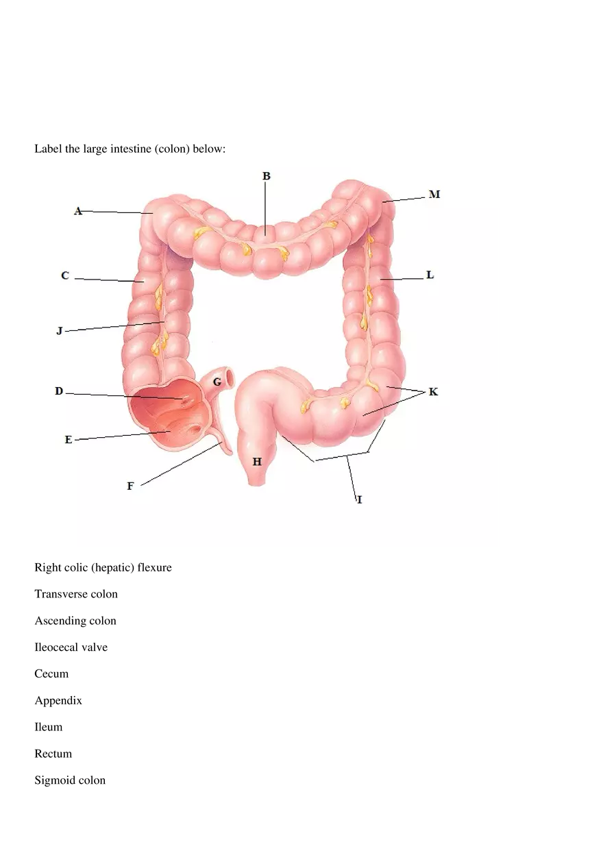 Digestive Lab Document Answer Key - Page 3