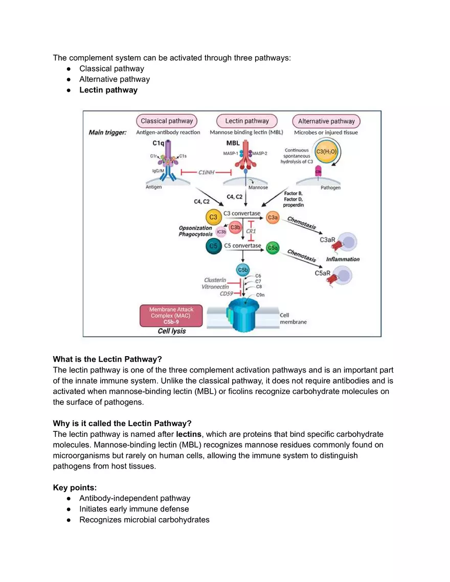 Lectin Pathway and Biological Roles of the complement System - Page 1