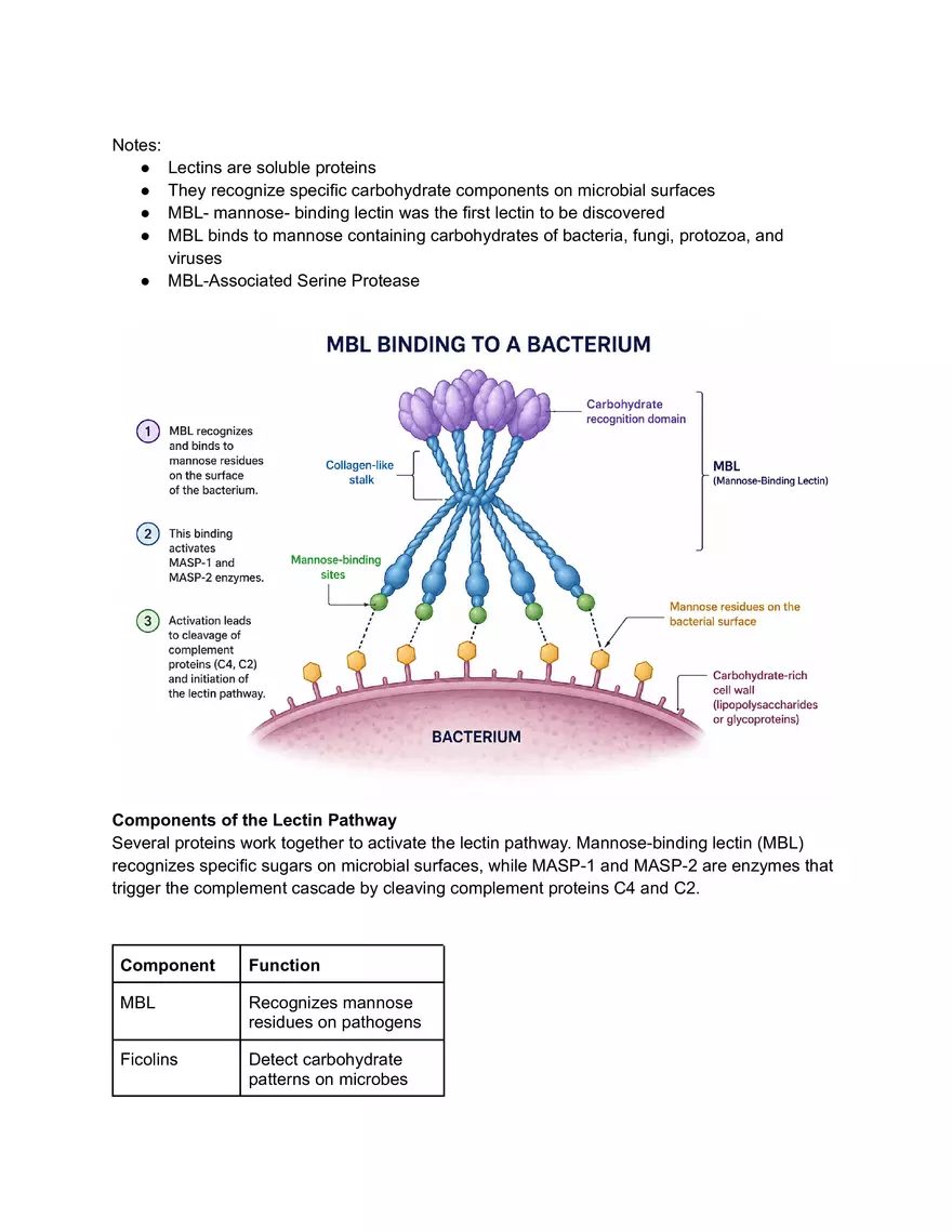 Lectin Pathway and Biological Roles of the complement System - Page 2