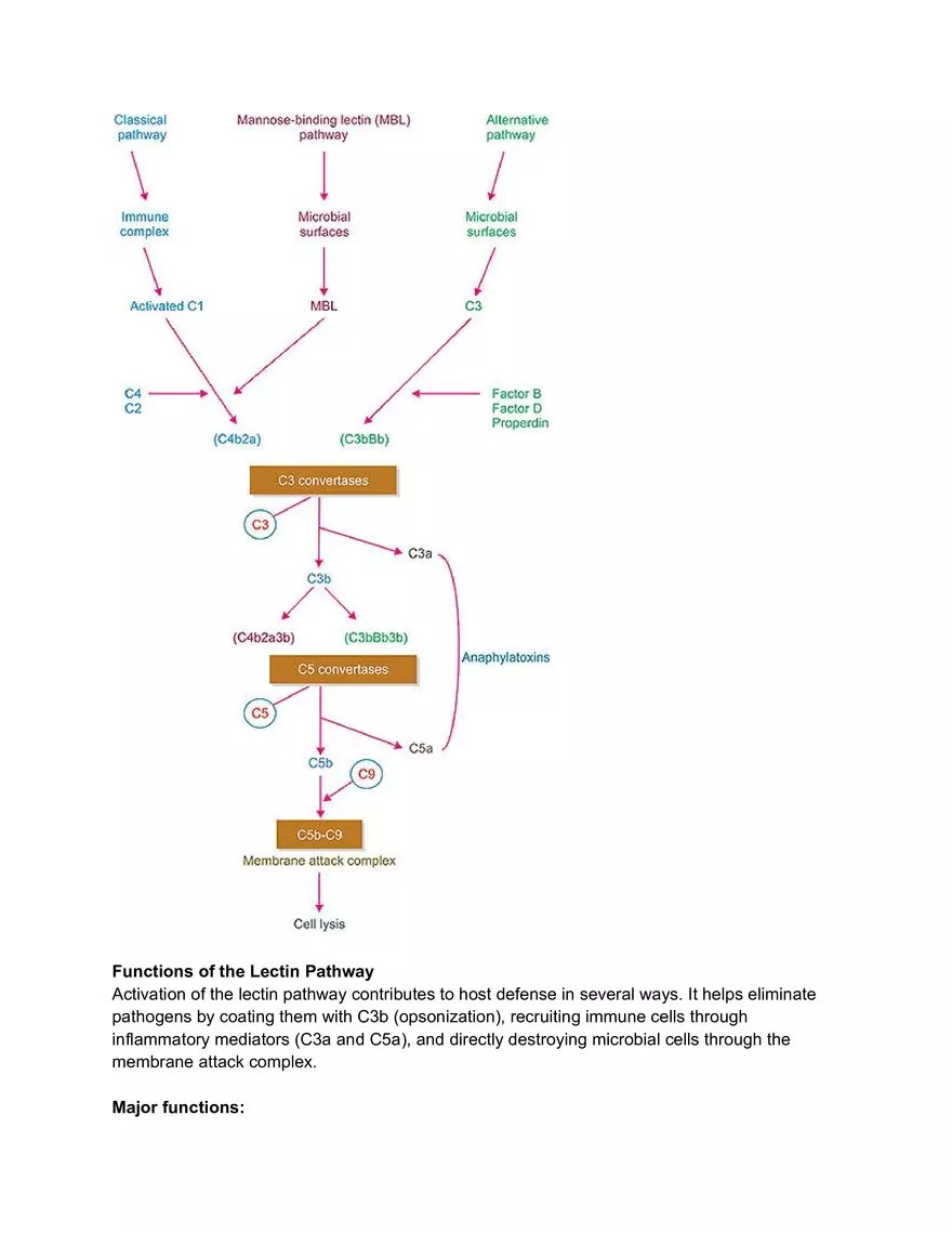 Lectin Pathway and Biological Roles of the complement System - Page 4