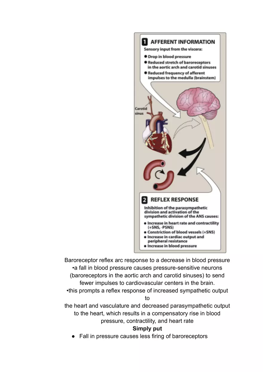 Autonomic Nervous System #1 - Page 10