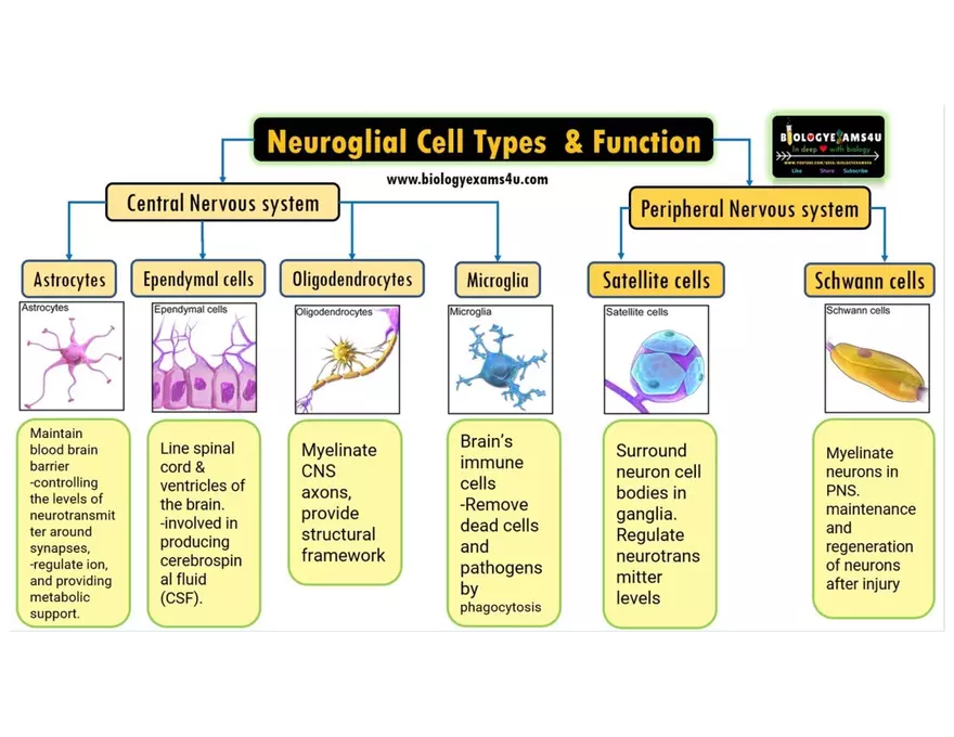 4 - Lecture Notes PPT - PSY 440 - Placebo & Neurons & NTs - Page 11