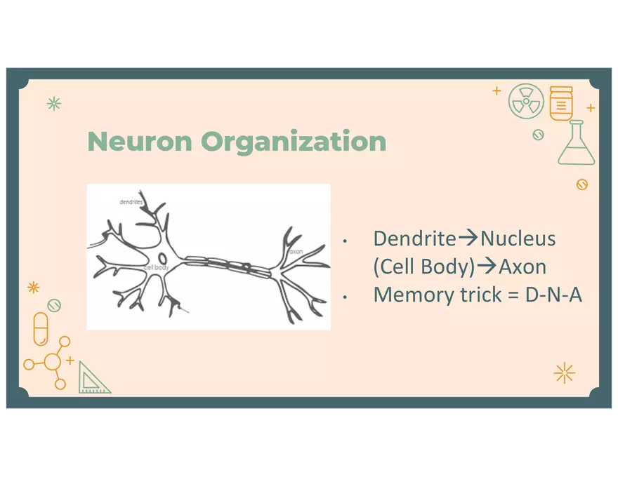 4 - Lecture Notes PPT - PSY 440 - Placebo & Neurons & NTs - Page 12