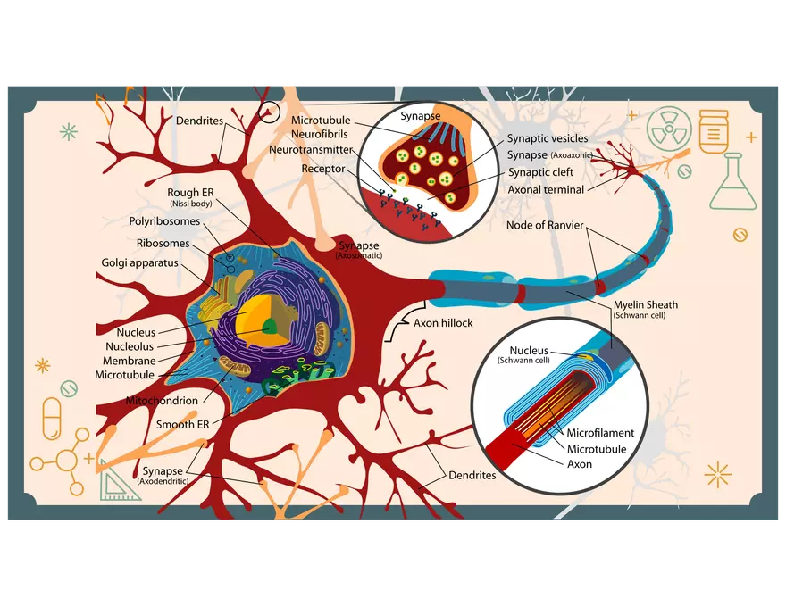 4 - Lecture Notes PPT - PSY 440 - Placebo & Neurons & NTs - Page 14