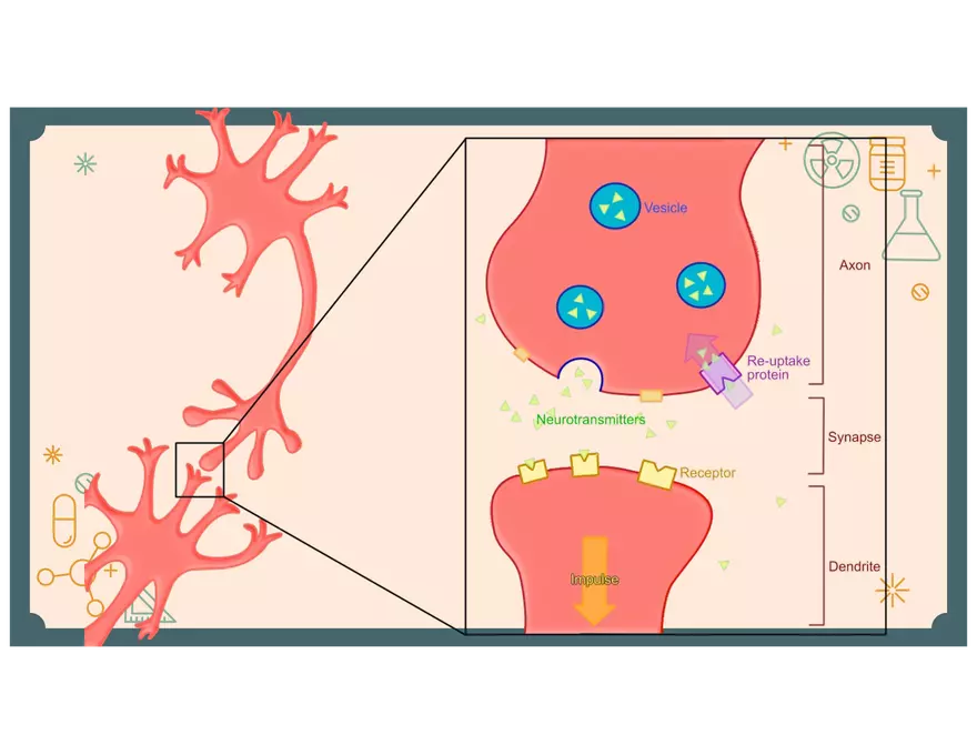 4 - Lecture Notes PPT - PSY 440 - Placebo & Neurons & NTs - Page 15