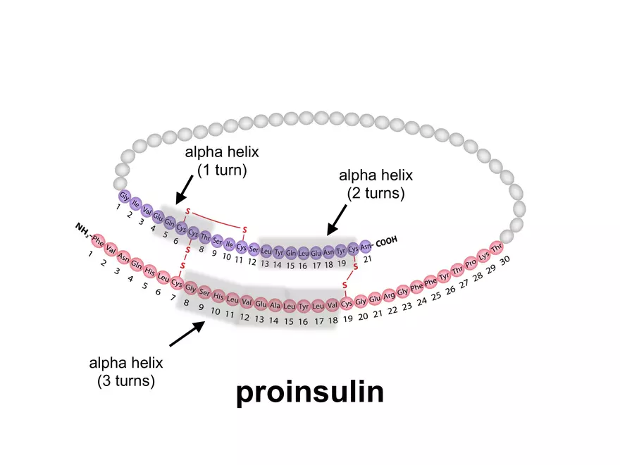 2.3. How Proteins Get their Shape - Page 7
