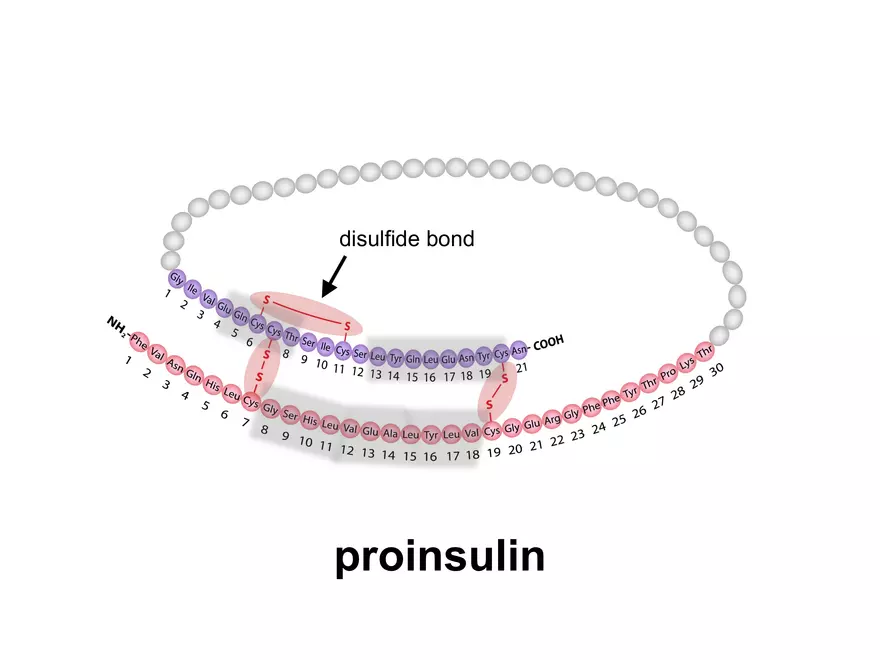 2.3. How Proteins Get their Shape - Page 8