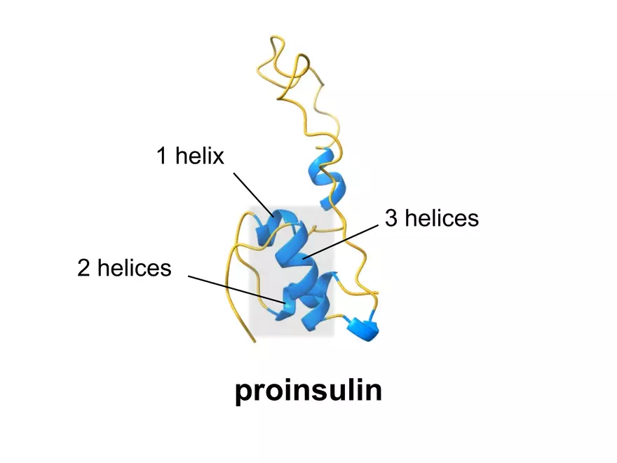 2.3. How Proteins Get their Shape - Page 9
