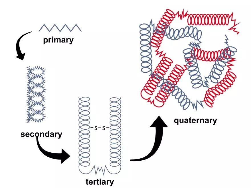 2.3. How Proteins Get their Shape - Page 10
