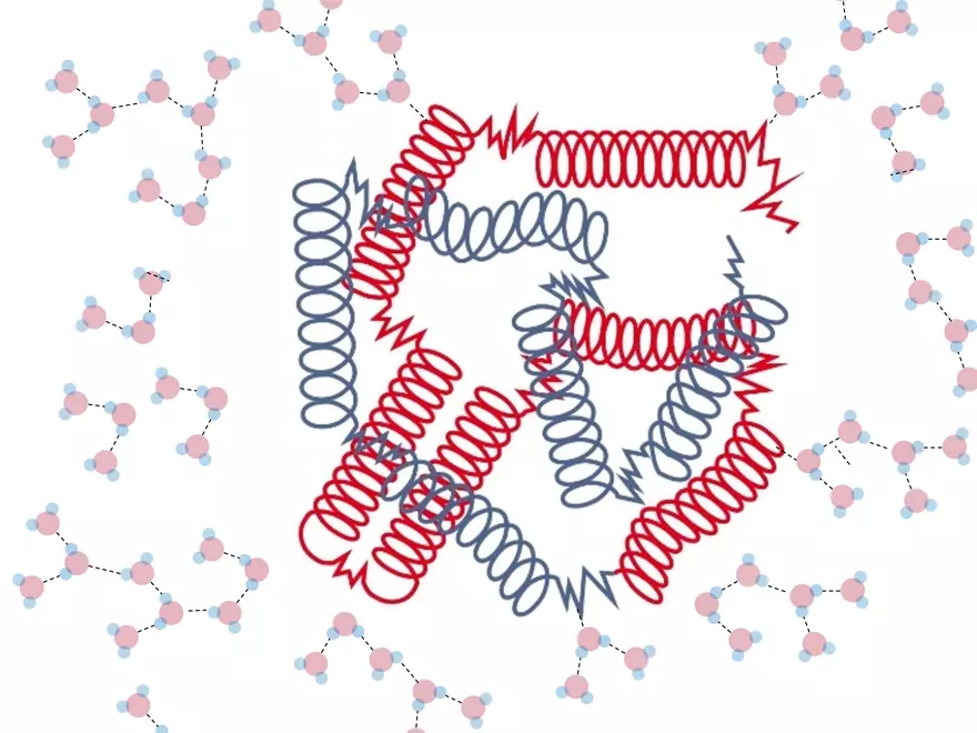 2.3. How Proteins Get their Shape - Page 12