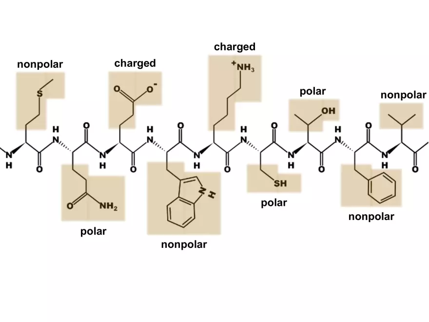 2.3. How Proteins Get their Shape - Page 17