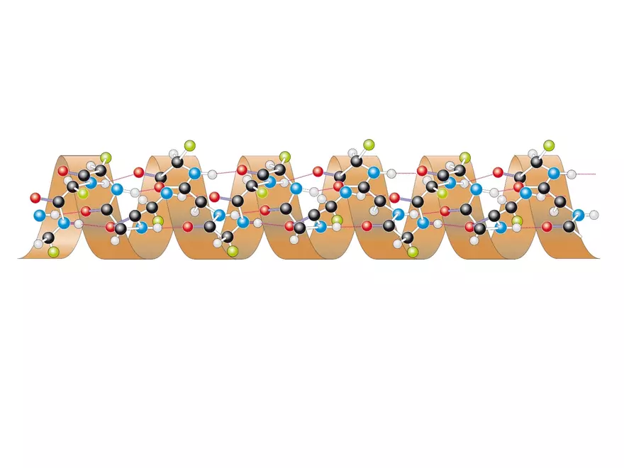 2.3. How Proteins Get their Shape - Page 20