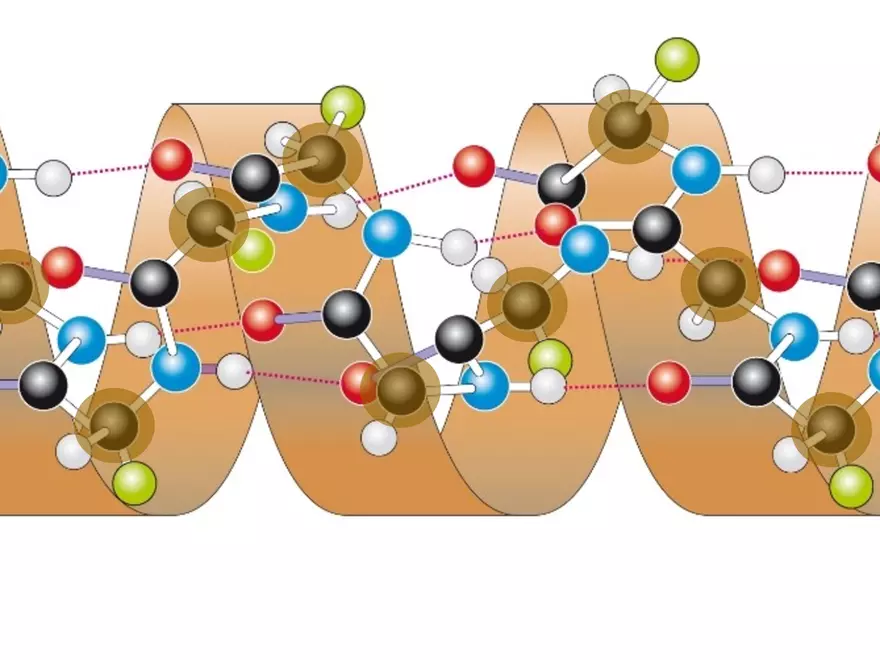 2.3. How Proteins Get their Shape - Page 21