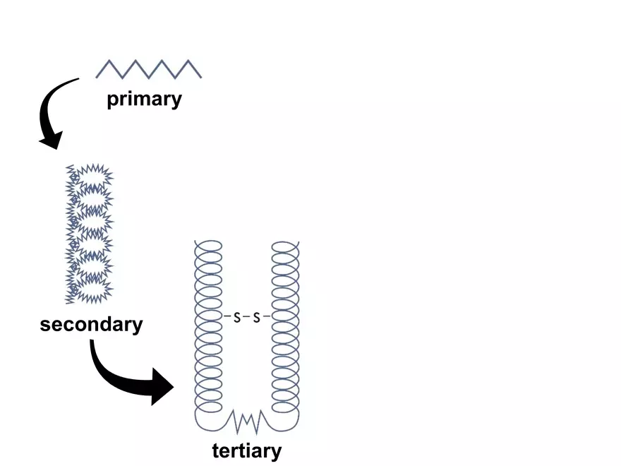2.3. How Proteins Get their Shape - Page 22