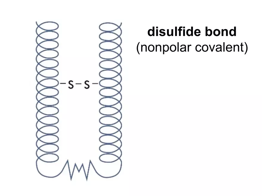 2.3. How Proteins Get their Shape - Page 3