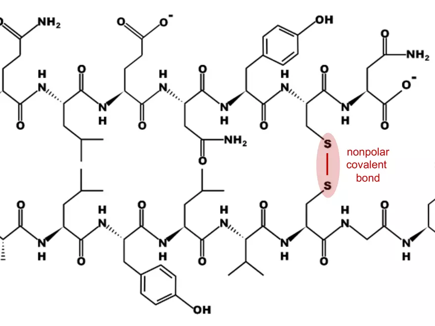 2.3. How Proteins Get their Shape - Page 6