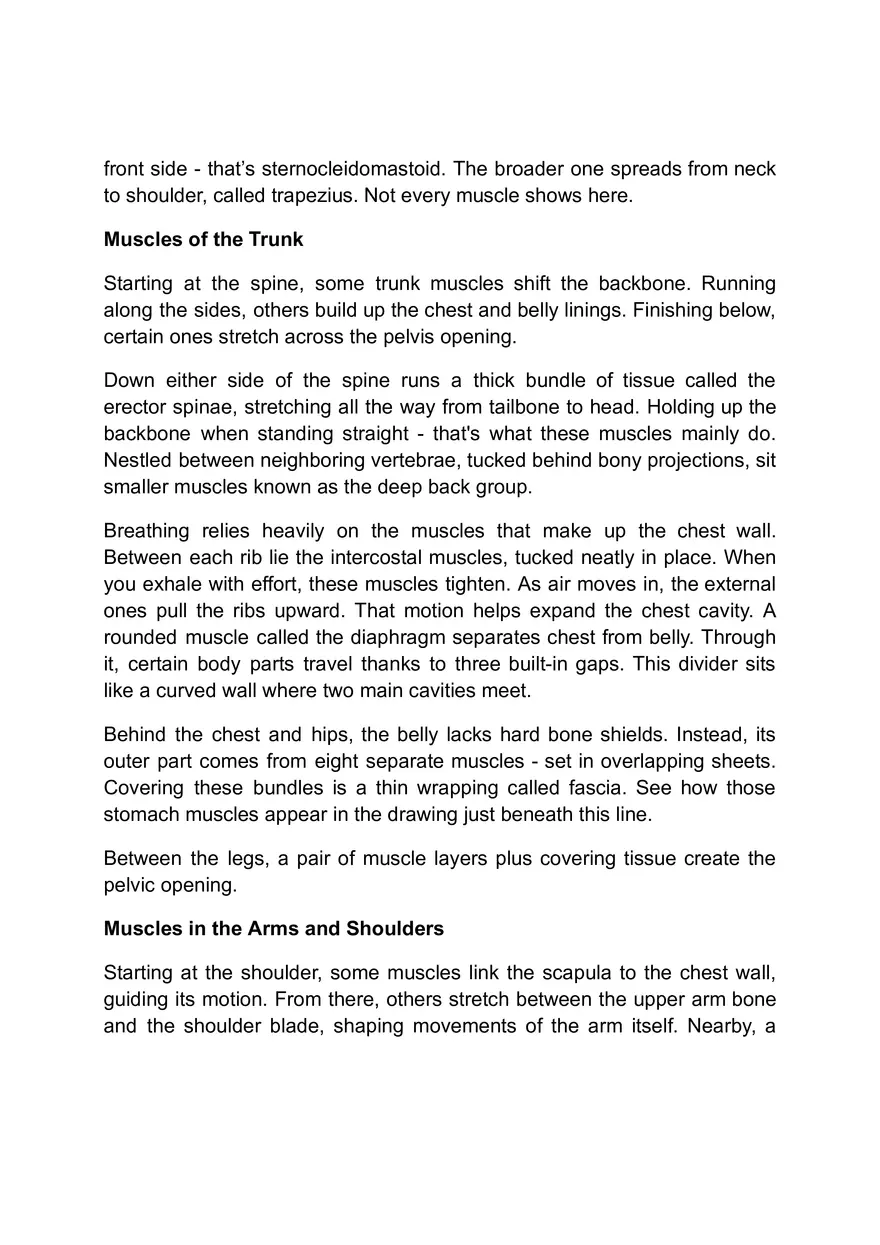 Functions of the Muscular System - Page 6