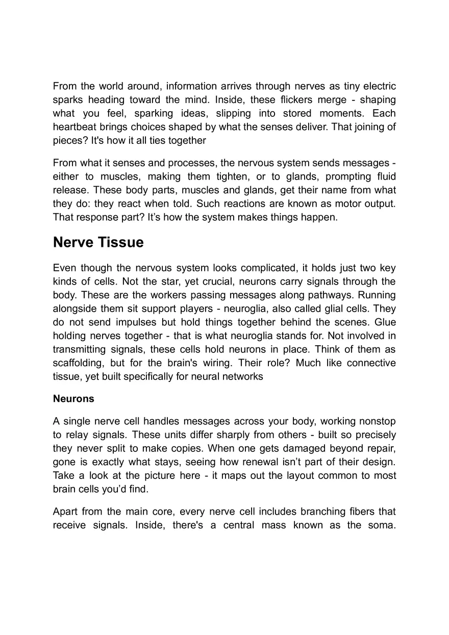 Functions of the Nervous System - Page 2