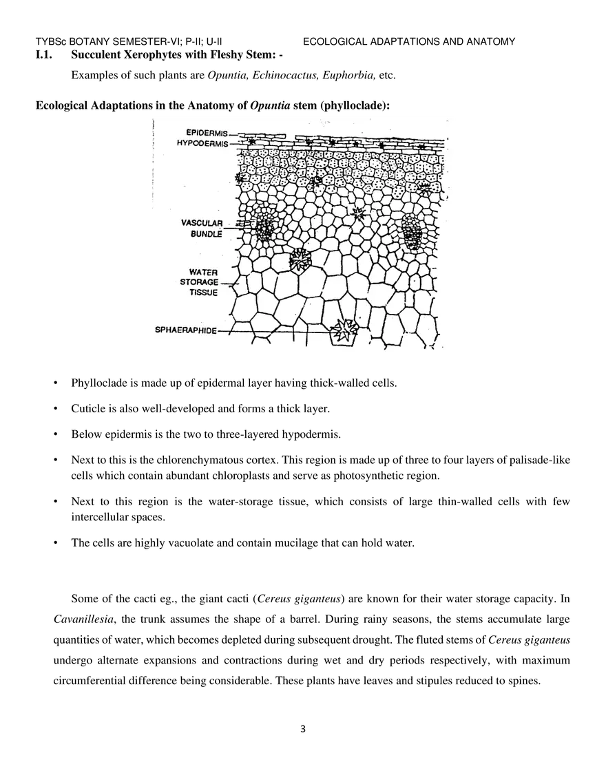Ecological Adaptations and Anatomy of Xerophytes - Page 3